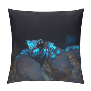 Personality  Toxic Frog Close Up. Shallow Depth Of Field Pillow Covers