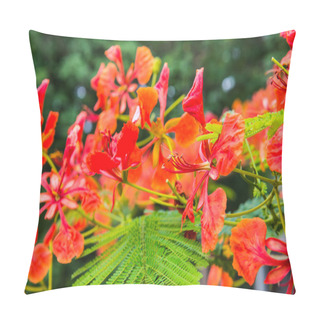 Personality  Peacock Flowers On Tree, Thailand Pillow Covers