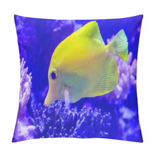 Personality  Close Up Of Fish Swimming In Aquarium Of Zoo  Pillow Covers