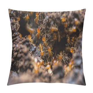 Personality  Orange Big Ants Pillow Covers