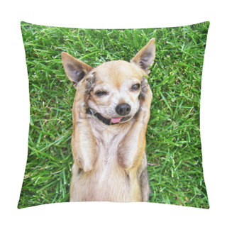 Personality  Cute Chihuahua Lying In Grass Pillow Covers