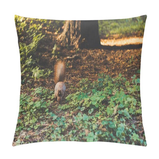 Personality  Squirrel In Forest Pillow Covers