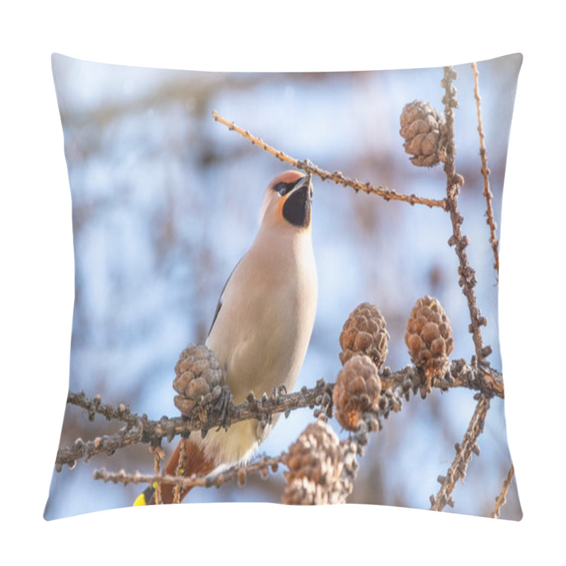 Personality  Bohemian Waxwing, A Beautiful Tufted Bird, Sits On A Larch Branch In Winter Or Early Spring And Eats Seeds From The Cones. Wild Bird. Latin Name Bombycilla Garrulus Pillow Covers