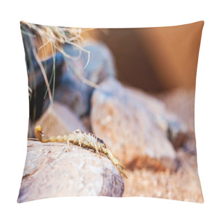 Personality  Desert Hairy Scorpion Pillow Covers