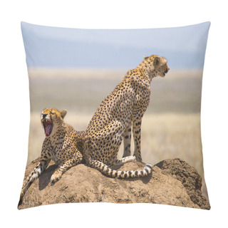 Personality  Two Cheetahs In Its Habitat Pillow Covers