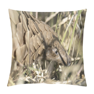 Personality  Pangolin Searching For Ants Pillow Covers