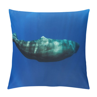 Personality  Sperm Whales Swimming Underwater In Blue Ocean Near Mauritius. Pillow Covers