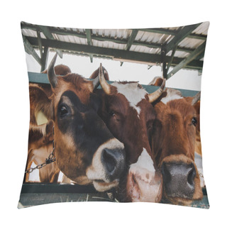 Personality  Domestic Brown Cows Eating Hay In Barn At Farm Pillow Covers