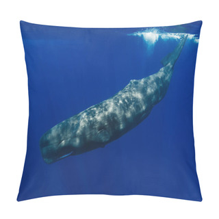 Personality  Sperm Whales Swimming In The Blue Ocean Pillow Covers