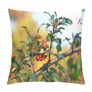 Personality  Red Pyracantha Berries With Green Wet Leaves In Selective Focus Pillow Covers