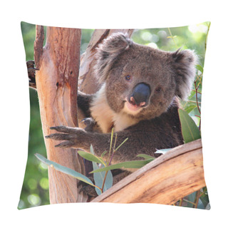 Personality  Koala In A Eucalyptus Tree, Australia Pillow Covers
