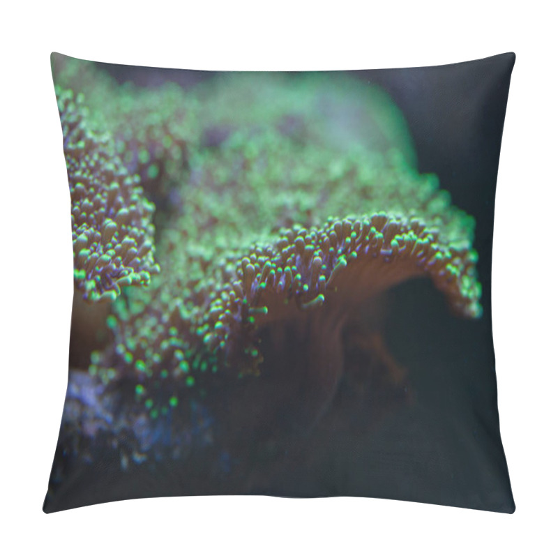 Personality  Flower Mushroom Coral (Ricordea Yuma). Pillow Covers