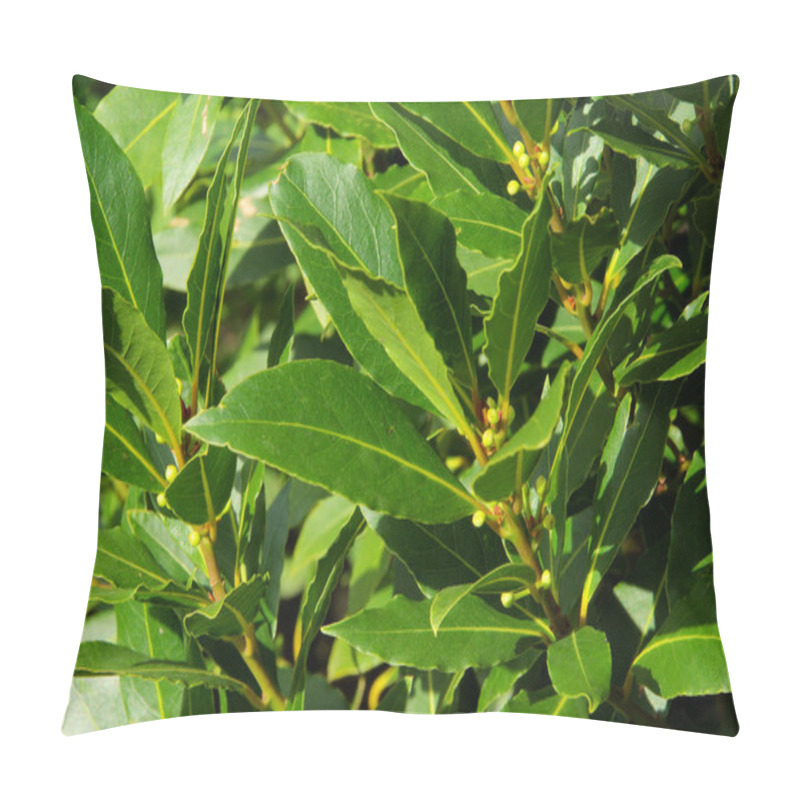 Personality  Laurel Pillow Covers