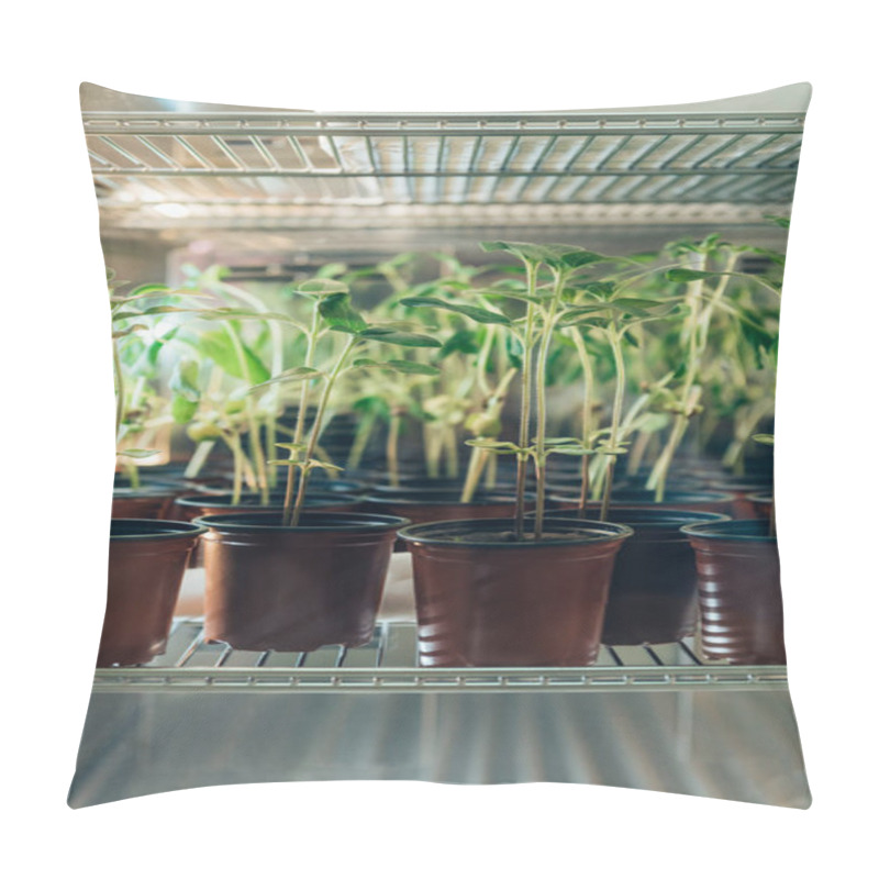 Personality  Close Up View Of Potted Sprouts In Modern Biotechnology Laboratory  Pillow Covers