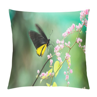 Personality  Common Birdwing Butterfly Or Troides Helena Feeding On Pink Flower While Fluttering Its Wings. Pillow Covers