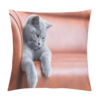 Personality  The British Shorthair Kitten Pillow Covers