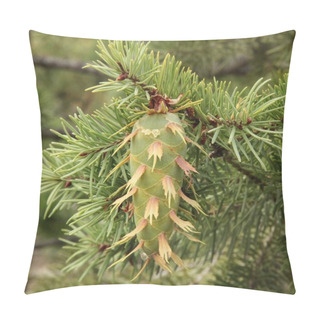 Personality  Douglas-Fir (Pseudotsuga Menziesii) Cone On A Tree In Rocky Mountain National Park, Colorado Pillow Covers