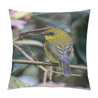 Personality  Nature Wildlife Bird Bornean Whistler (Pachycephala Hypoxantha), Or Bornean Mountain Whistler Perch On Branch Pillow Covers