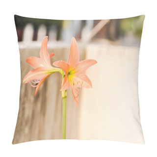 Personality  Hippeastrum Puniceum , Barbados Lily Or AMARYLLIDACEAE With Old Rose Flowers On The Plant Pillow Covers