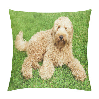 Personality  Labradoodle In Grass Pillow Covers