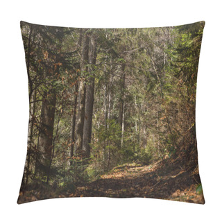 Personality  Sunlight On Ground In Spruce Forest Pillow Covers