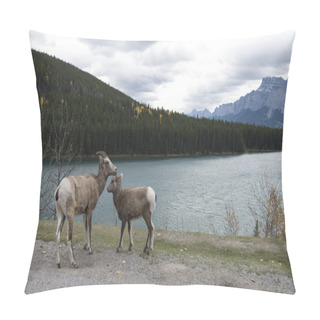 Personality  Sheep At Two Jack Lake Pillow Covers