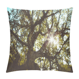 Personality  Close View Of Knotty Old Tree In Park, Tel Aviv, Israel Pillow Covers