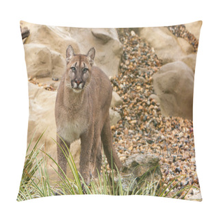 Personality  Cougar Standing And Watching Pillow Covers