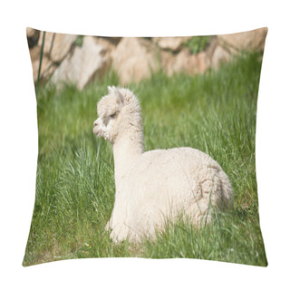Personality  White Alpaka In The Grass Pillow Covers