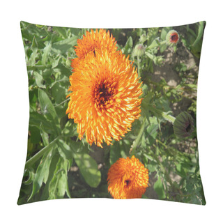 Personality  Blossoming Orange Pot Marigold (calendula) Flowers. Pillow Covers