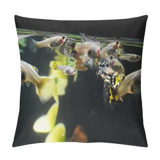 Personality  Guppy Multi Colored Fish Pillow Covers