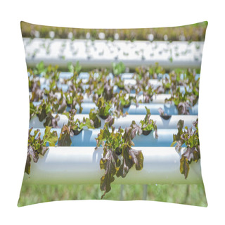 Personality  Hydroponics System Growing Vegetables, Salad In A Garden In Thailand, Salad Growing In A PVC Pipe Organic Lettuces Grown In An Outdoors Hydroponics System. Koh Kood Thailand. Pillow Covers