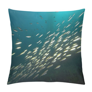Personality  Underwater California Kelp Forest Pillow Covers