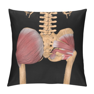 Personality  This 3d Illustration Shows The Deep Gluteal Muscles On Skeleton Pillow Covers