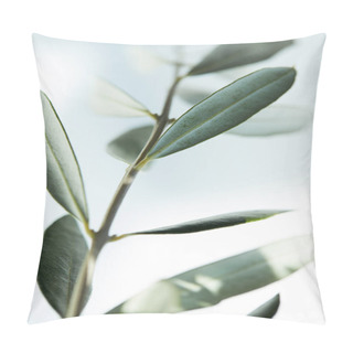Personality  Closeup Image Of Leaves Of Olive Branch On Blurred Background Pillow Covers