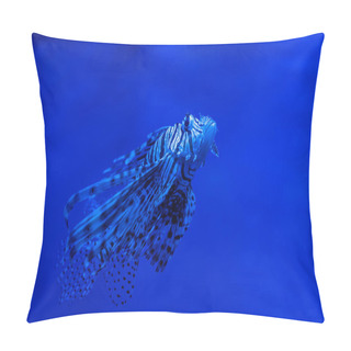 Personality  Exotic Striped Fish Swimming Under Water In Aquarium With Blue Neon Lighting Pillow Covers