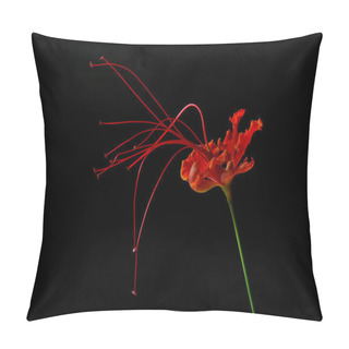 Personality  Beautiful Flower (Pride Of Barbados) Isolate On Black Background Pillow Covers