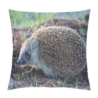 Personality  Wild Hedgehog Pillow Covers