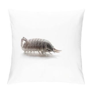 Personality  Pill-bug Armadillidium Vulgare Species Pillow Covers