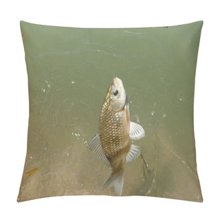 Personality  Fish Caught On A Fishing Trip, Carp Pillow Covers