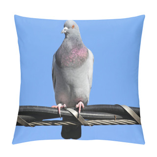 Personality  Rock Pigeon (Columba Livia) Pillow Covers