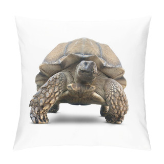 Personality  Isolated Brown Tortoise Pillow Covers