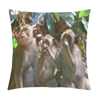 Personality  Family Of Monkeys Resting, Close Up Pillow Covers