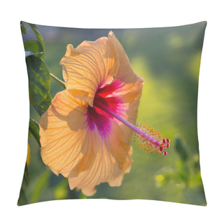 Personality  Backlit Hibiscus Blossom In Garden Pillow Covers