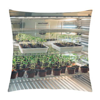 Personality  Selective Focus Of Potted Plants In Modern Biotechnology Laboratory  Pillow Covers