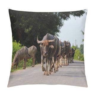 Personality  Thai Buffalo Walking On The Road. Pillow Covers
