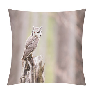 Personality  Northern White-faced Owl Otus Leucotis Pillow Covers