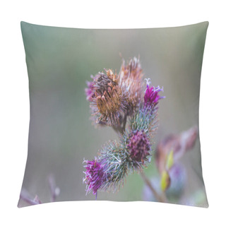 Personality  Withered Flowers Carduus Or Plumeless Thistles Purple Flower Close-up On Thorns Background. Honey Plants Of Europe. Pillow Covers