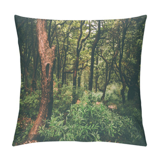 Personality  Majestic Green Forest In Indian Himalayas, Dharamsala, Baksu Pillow Covers