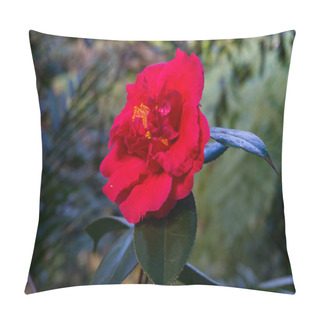Personality  Bright Red Sunlit Camellia Flower Against Green Foliage Backgrou Pillow Covers